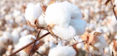 Bearish Cotton mostly flat today, trading at $82
