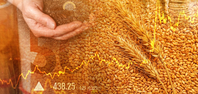 Is it the end of the Oats future's rally? After six days of gains, it is down by 1% today