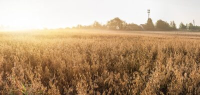 After three days of going down, the Oats future is flat today, hovering around $335.5