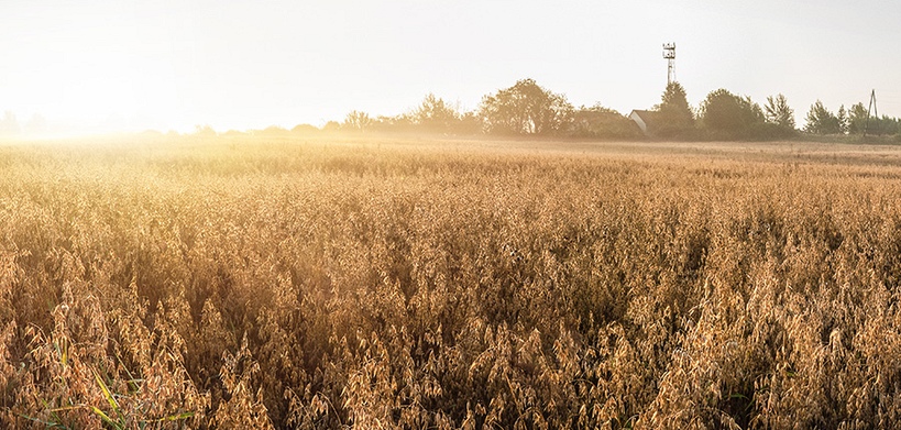 After three days of going down, the Oats future is flat today, hovering around $335.5