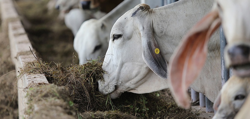 The Soybeans future arrested its four day decline yesterday by adding $19 (1.34%)